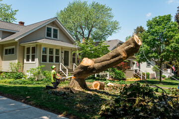 tree removal